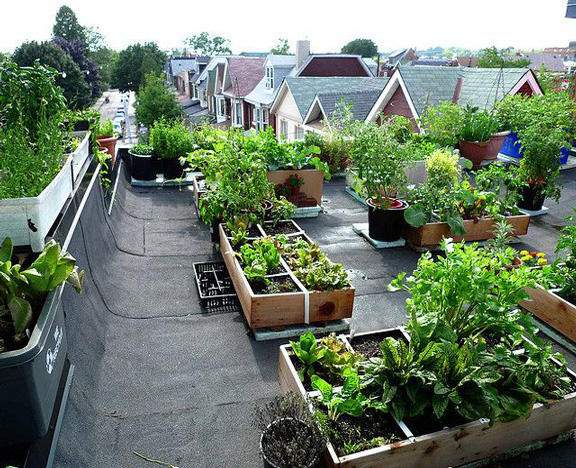 Formation en Agriculture urbaine